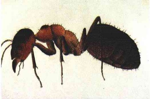 Formica rufa